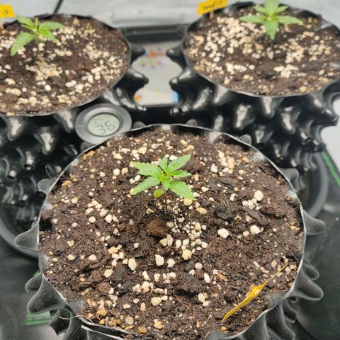 Kaya 47 #1 growlog timeline photo