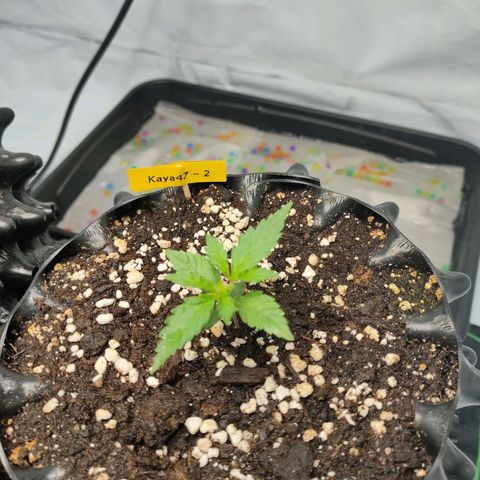 Kaya 47 #2 growlog timeline photo