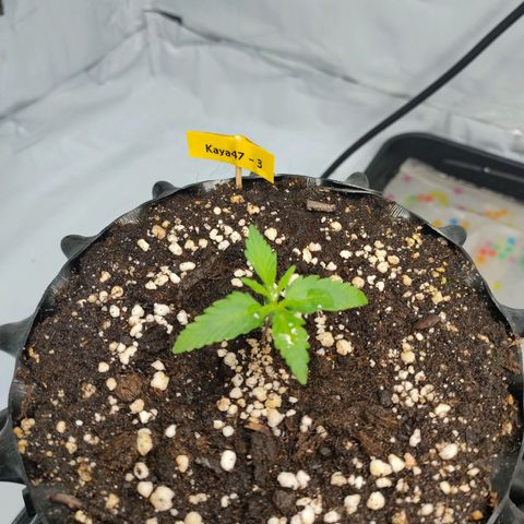 Kaya 47 #3 growlog timeline photo