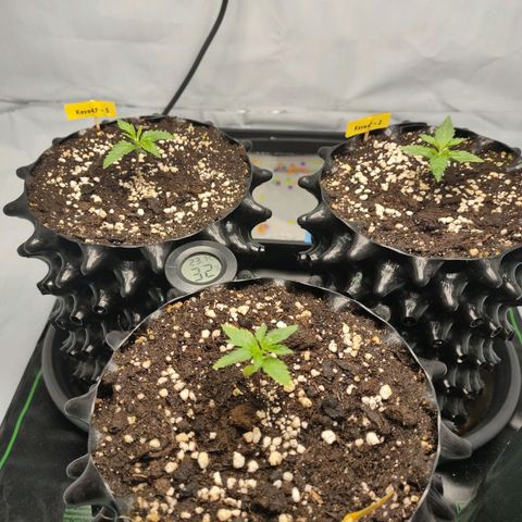 Kaya 47 #1 growlog timeline photo