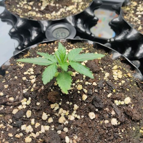 Kaya 47 #1 growlog timeline photo
