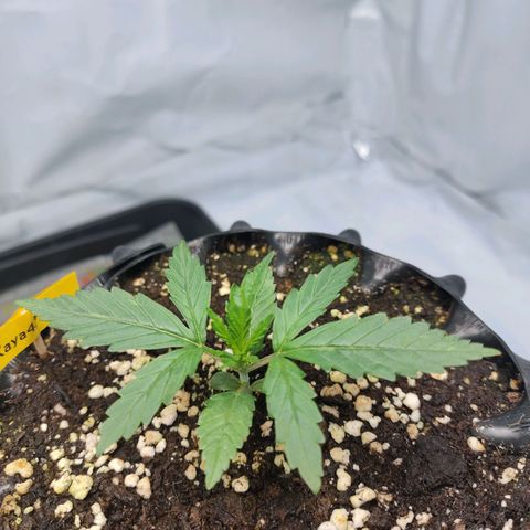 Kaya 47 #2 growlog timeline photo