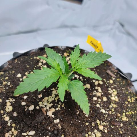 Kaya 47 #3 growlog timeline photo