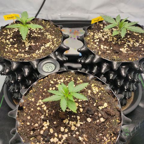 Kaya 47 #1 growlog timeline photo