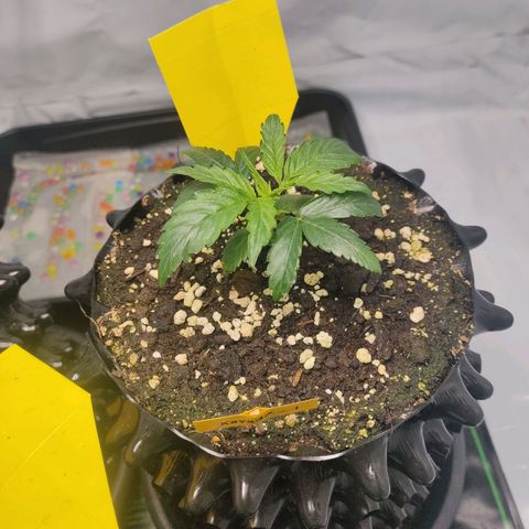 Kaya 47 #1 growlog timeline photo