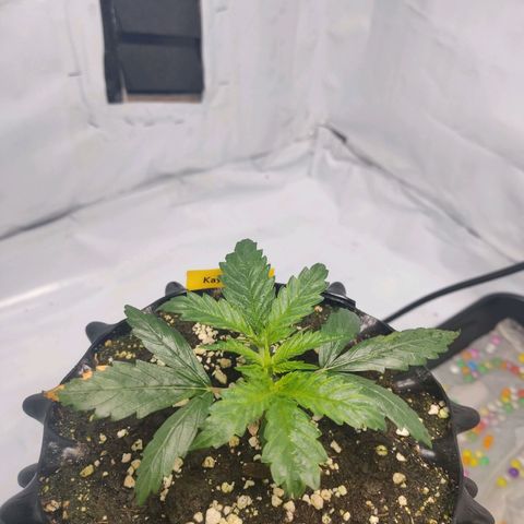 Kaya 47 #2 growlog timeline photo
