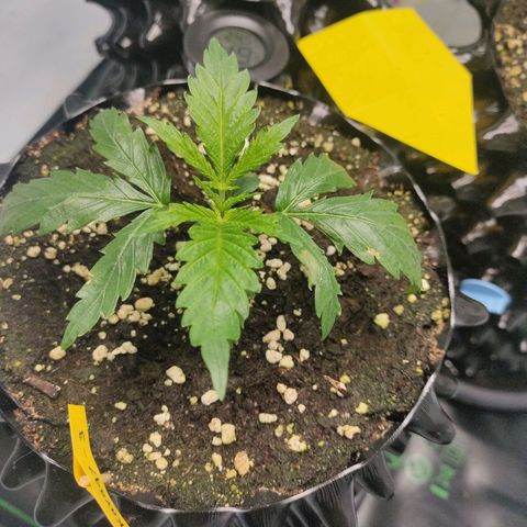Kaya 47 #3 growlog timeline photo