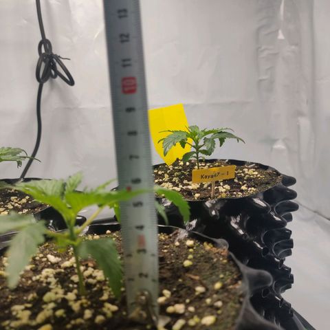 Kaya 47 #1 growlog timeline photo