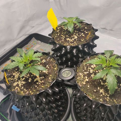 Kaya 47 #1 growlog timeline photo