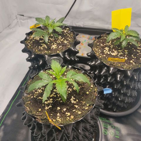 Kaya 47 #1 growlog timeline photo