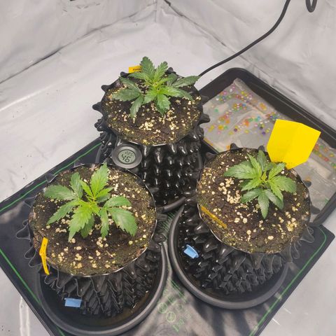 Kaya 47 #1 growlog timeline photo