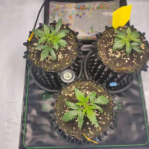 Kaya 47 #1 growlog timeline photo