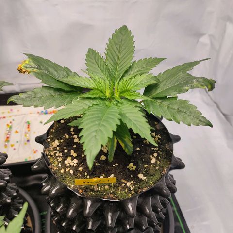 Kaya 47 #1 growlog photo: Not topped