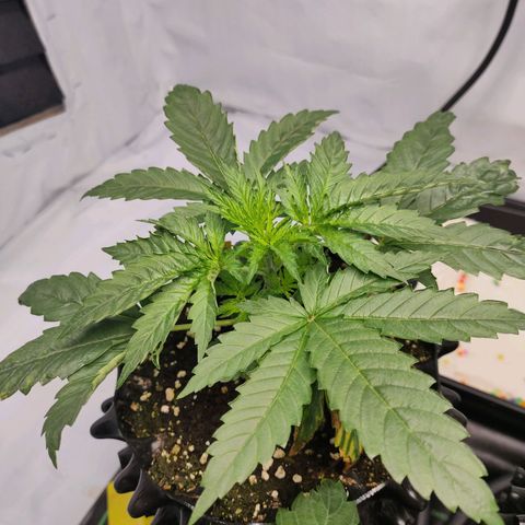 Kaya 47 #2 growlog photo: Not topped