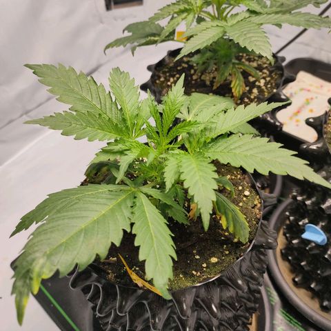 Kaya 47 #3 growlog photo: Not topped