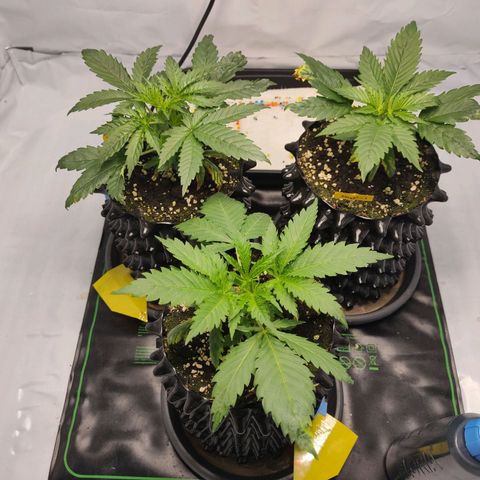 Kaya 47 #1 growlog photo: Not topped