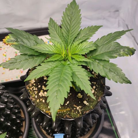 Kaya 47 #1 growlog timeline photo