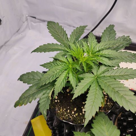 Kaya 47 #2 growlog timeline photo