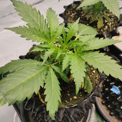 Kaya 47 #3 growlog timeline photo