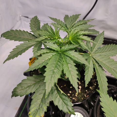 Kaya 47 #2 growlog photo: Getoppt