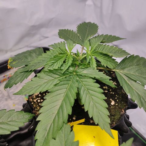 Kaya 47 #1 growlog photo: Getoppt