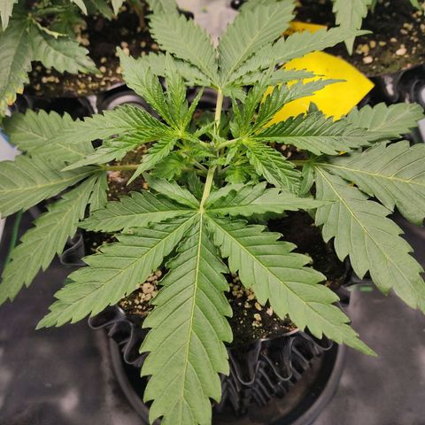 Kaya 47 #3 growlog photo: Getoppt