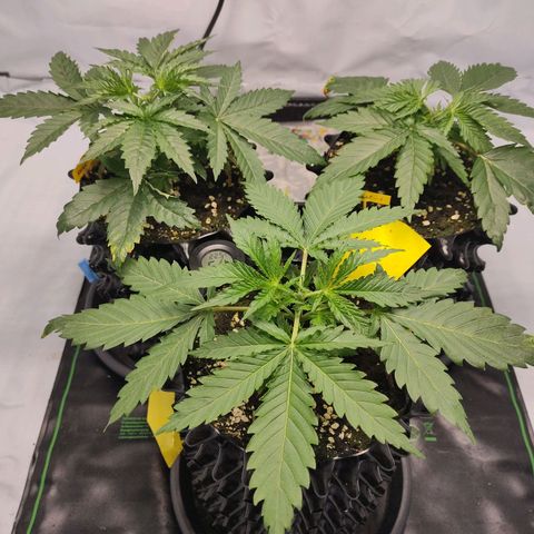 Kaya 47 #1 growlog photo: Getoppt