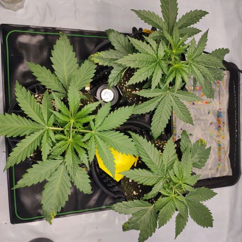 Kaya 47 #1 growlog photo: Getoppt