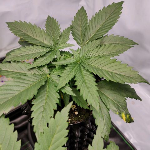 Kaya 47 #1 growlog photo: Vor umtopfen