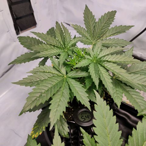 Kaya 47 #2 growlog photo: Vor umtopfen