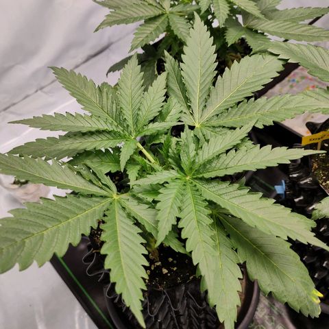 Kaya 47 #3 growlog photo: Vor umtopfen