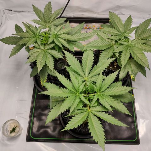 Kaya 47 #1 growlog photo: Vor umtopfen