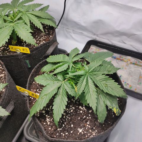 Kaya 47 #1 growlog photo: Nach umtopfen