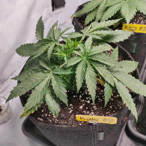 Kaya 47 #2 growlog photo: Nach umtopfen
