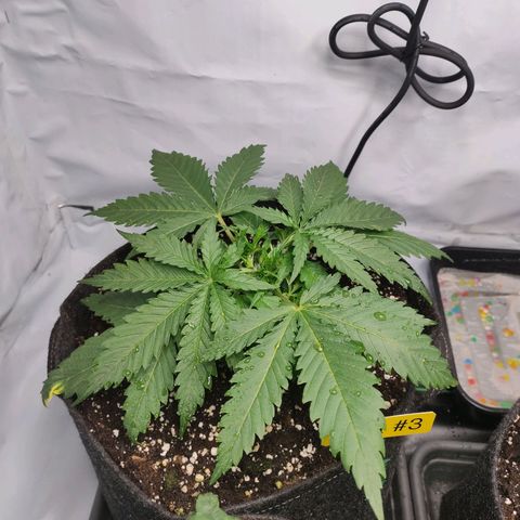 Kaya 47 #3 growlog photo: Nach umtopfen