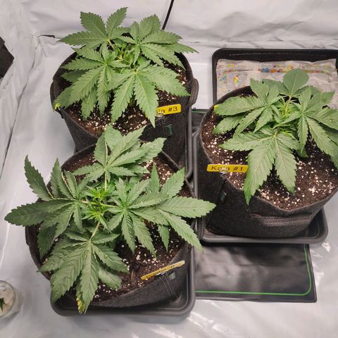 Kaya 47 #1 growlog photo: Nach umtopfen