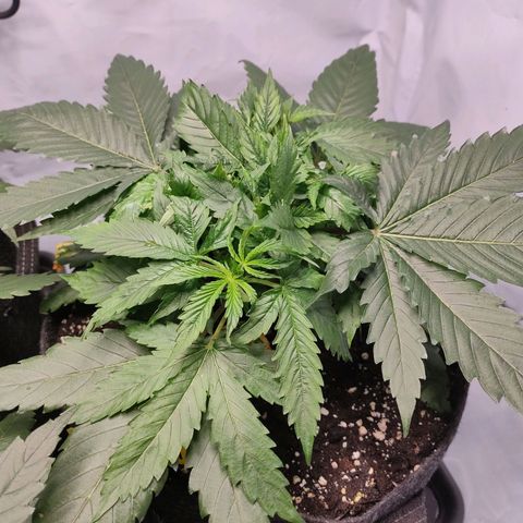 Kaya 47 #1 growlog timeline photo
