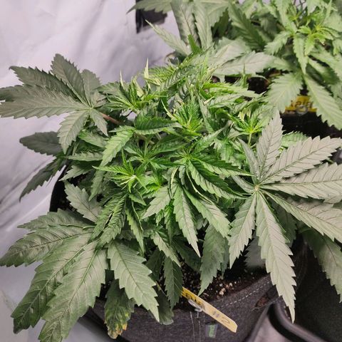 Kaya 47 #2 growlog timeline photo