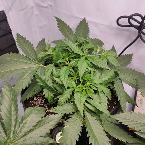 Kaya 47 #3 growlog timeline photo
