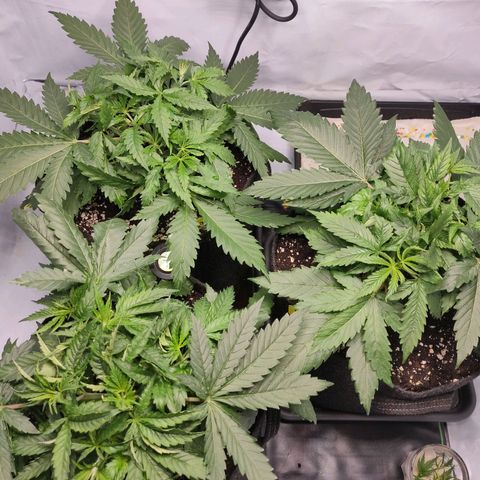 Kaya 47 #1 growlog timeline photo