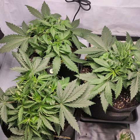 Kaya 47 #1 growlog timeline photo