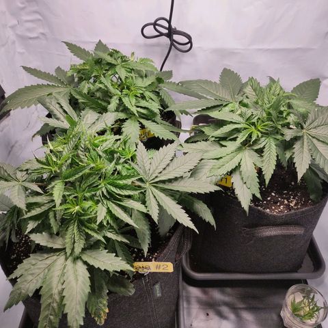 Kaya 47 #1 growlog timeline photo