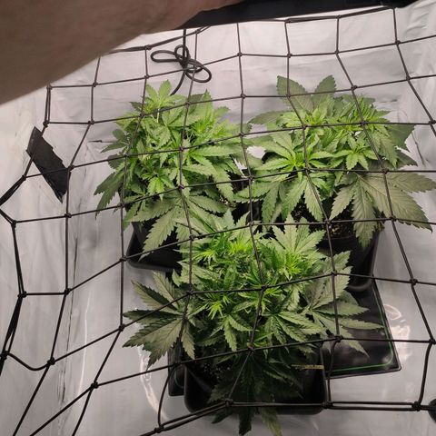 Kaya 47 #1 growlog photo: Scrog-Netz