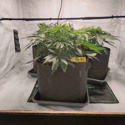 Kaya 47 #1 growlog photo: Scrog-Netz