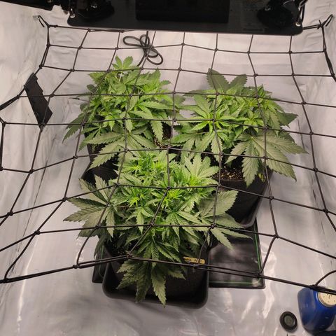 Kaya 47 #1 growlog photo: Scrog-Netz