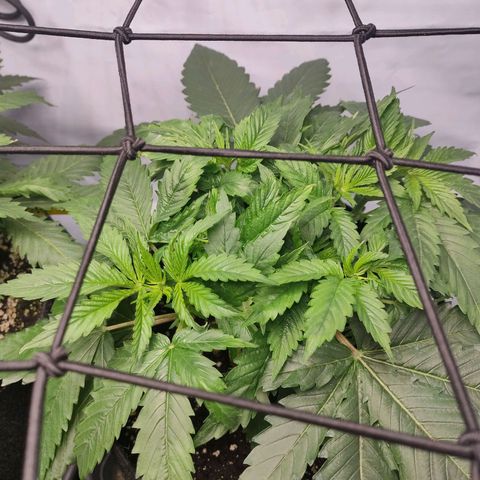 Kaya 47 #1 growlog timeline photo
