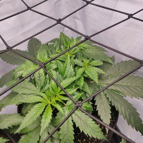 Kaya 47 #1 growlog timeline photo