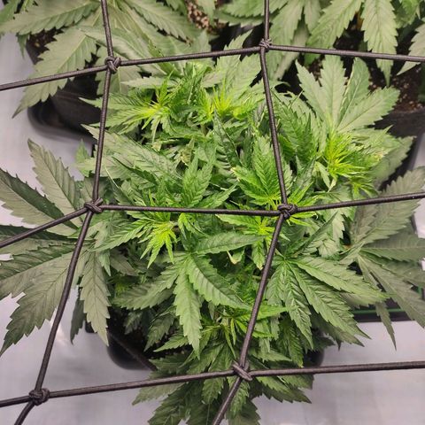 Kaya 47 #2 growlog timeline photo