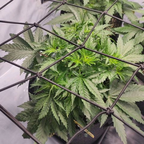 Kaya 47 #2 growlog timeline photo