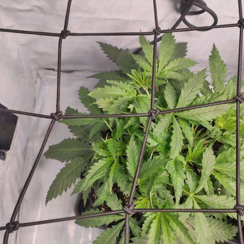Kaya 47 #3 growlog timeline photo